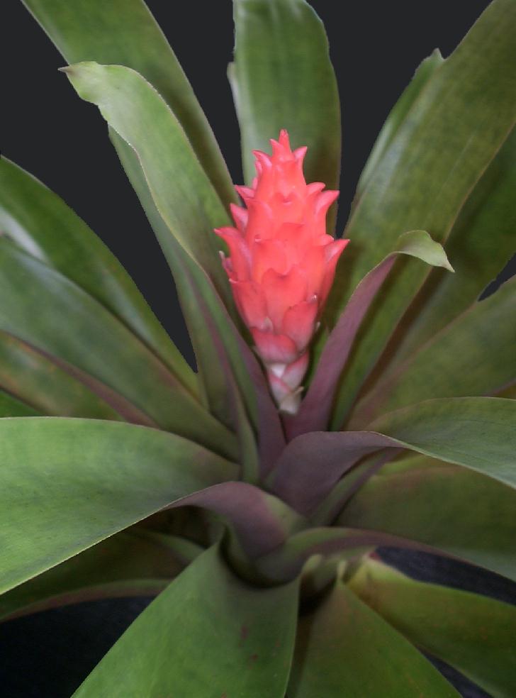Guzmania berteroniana